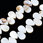 Natural Freshwater Shell Beads Strands, Teardrop