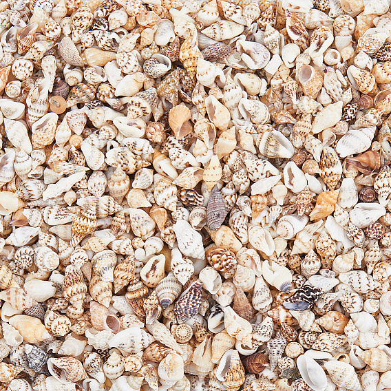 1550шт. Натуральные спиральные бусины-ракушки, без отверстия 