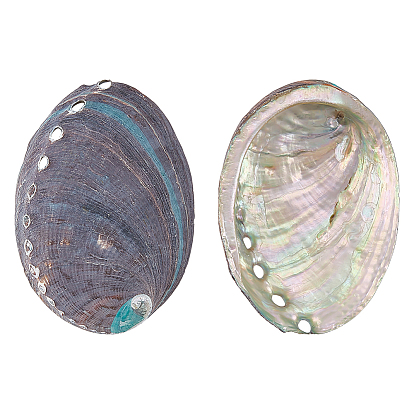 2шт. Натуральные декоративные раковины морского ушка для демонстрации, украшения для дома, формы раковины