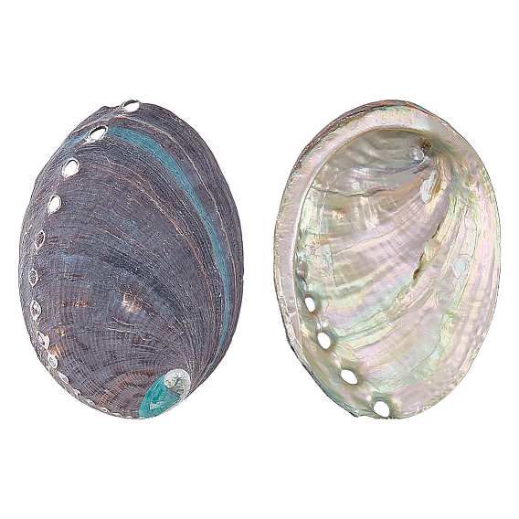 2шт. Натуральные декоративные раковины морского ушка для демонстрации, украшения для дома, формы раковины