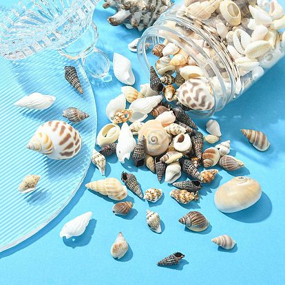 12 Styles Natural Mixed Shell Beads, No Hole/Undrilled, for DIY Art Craft