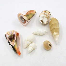Natural Trumpet Shell Beads, Dyed, Mixed Style, 16~45x8~27x8~27mm, Hole: 1~2mm