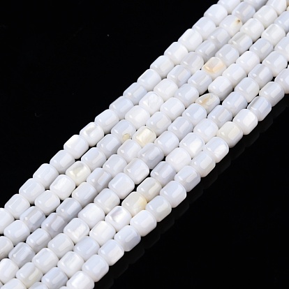 Natural Freshwater Shell Beads Strands, Mixed Dyed and Undyed, Column