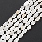 Natural Freshwater Shell Beads Strands, Oval