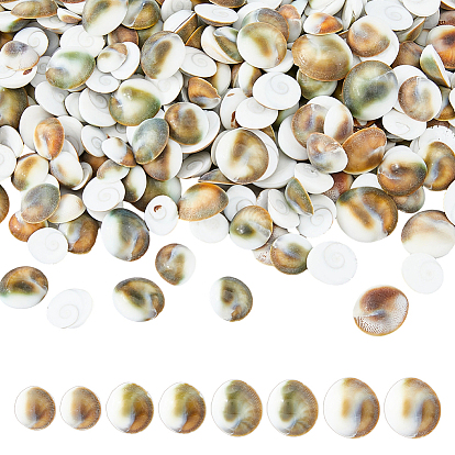 300Pcs Natural Shiva Eye Shell Cabochons, Flat Round