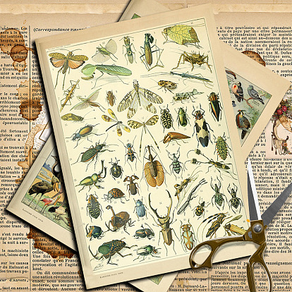 10бумага для альбомов с насекомыми, Коллаж творческий журнал украшения фоновые листы