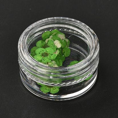 Нарцисс чеканка сушеные цветы, для мобильного телефона, фоторамки, скрапбукинг поделки своими руками