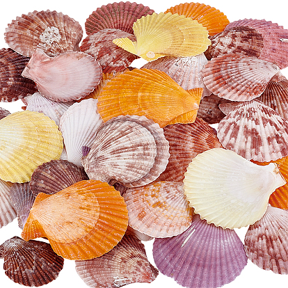 40 шт. натуральной ракушки для украшения аквариума