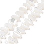 Natural Trochus Shell Beads Strands, Butterfly