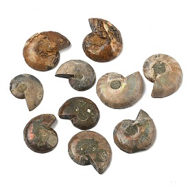 Натуральные окаменелые кабошоны из раковины моллюска, формы раковины