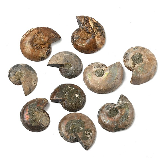 Натуральные окаменелые кабошоны из раковины моллюска, формы раковины