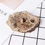 Natural wood fossil slice specimen landscape piece coaster ore specimen rough stone decoration