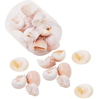 Conch Shell Pendants