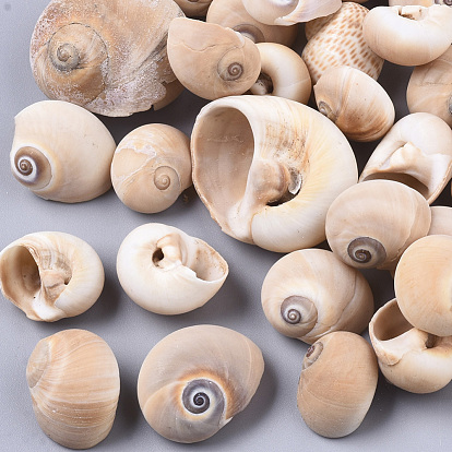 Natural Conch Shell Beads, Undrilled/No Hole Beads