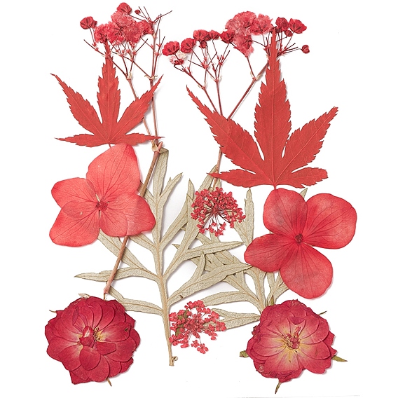 Flores secas prensadas, para celular, marco de la foto, scrapbooking diy y resina art decoraciones florales