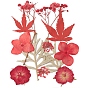 Flores secas prensadas, para celular, marco de la foto, scrapbooking diy y resina art decoraciones florales