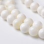 Natural Shell Round Bead Strands