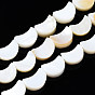 Natural Freshwater Shell Beads Strands, Moon