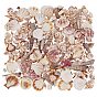 Natural Shell Beads, No Hole/Undrilled