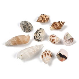 Perles de coquillages naturels, forme coquille, top foré