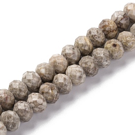 Natural Conch Fossil Beads Strands, Faceted, Rondelle