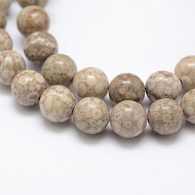 Natural Fossil Coral Beads Strands, Round