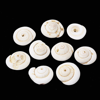 Natural Shiva Eye Shell Beads