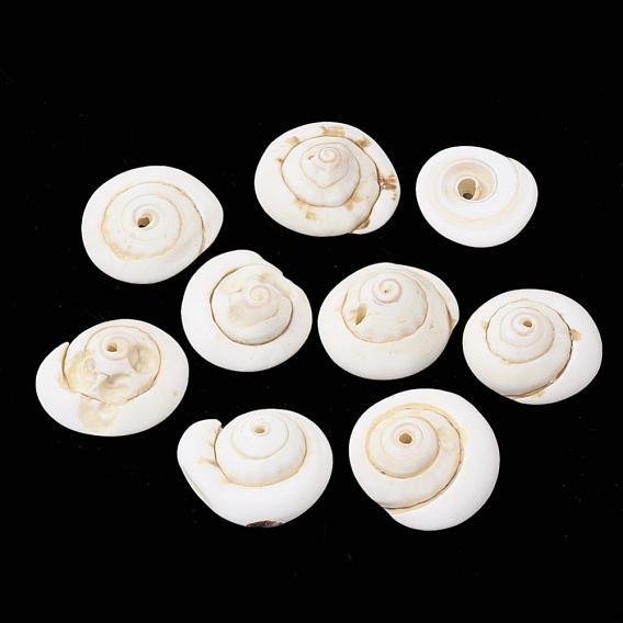 Natural Shiva Eye Shell Beads