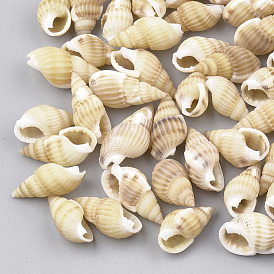Spiralmuschelperlen, kein Loch / ungekratzt