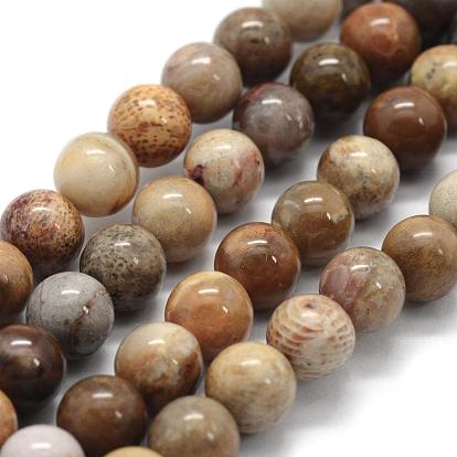 Natural Fossil Coral Beads Strands, Round