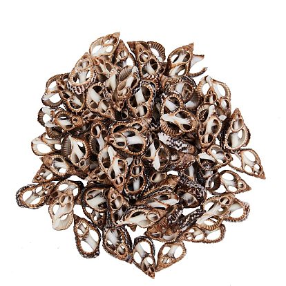 Natural Spiral Shell Beads, No Hole/Undrilled