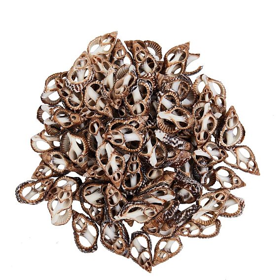 Natural Spiral Shell Beads, No Hole/Undrilled