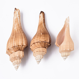 Natural Conch Shell Beads, Undrilled/No Hole Beads