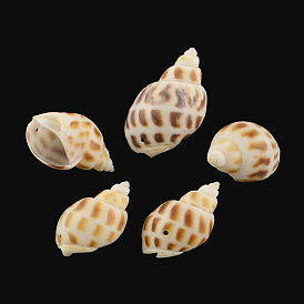 Colgantes de concha de caracol, 28~38x18~24x16~21 mm, Agujero: 1 mm, sobre 183 unidades / 500 g