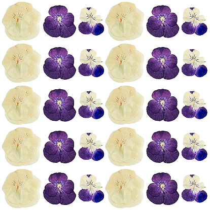 120шт 3 стиль сушеный цветок анютины глазки, ремесленный материал