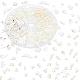 5 Size Natural Trochid Shell/Trochus Shell Beads Strands, Bleach, Chip