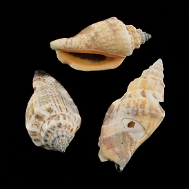 Perles de coquillage en spirale naturelle, 41~50x21~22x16~19mm, trou: 1 mm, environ 235 pcs / 500 g