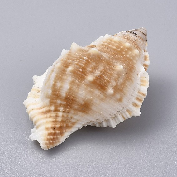 Large Natural Conch Shells, for Wedding Decor Beach Theme Party, Home Decorations, DIY Crafts