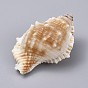 Large Natural Conch Shells, for Wedding Decor Beach Theme Party, Home Decorations, DIY Crafts