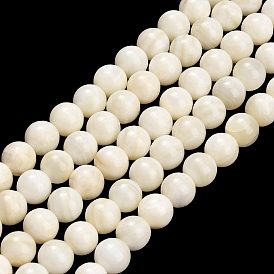 Natural Freshwater Shell Beads Strands, Smooth Round