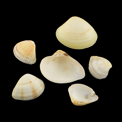 Natural Shell Beads, No Hole, 18~30x21~35x7~11mm, about 225pcs/500g