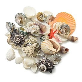 Natural Conch & Shell Beads, for Beach Theme Party, Fish Tank, DIY Crafts, Wedding Decor