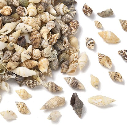 Cuentas de concha marinas naturales, no hay abalorios de agujero, shell forma