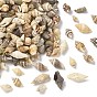 Natural Sea Shell Beads, No Hole Beads, Shell Shape