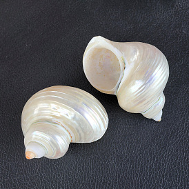 Натуральные спиральные ракушки витринные украшения, для украшения стола в домашнем саду, формы раковины