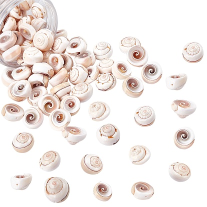 Natural Shiva Eye Shell Beads