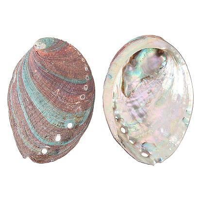 Natural Shell Display Decorations, for Home Office Desktop Decoration, Shell Shape