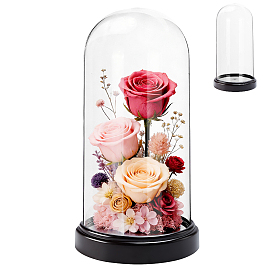 Acrylic Dome Cover, Decorative Display Case, Cloche Bell Jar Terrarium with Base