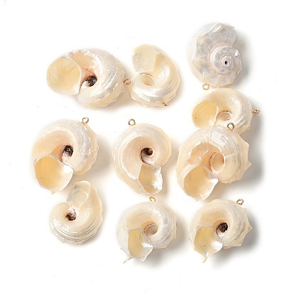 Подвески натурального морских раковин, подвески в форме ракушек с железными петлями светло-золотистого оттенка