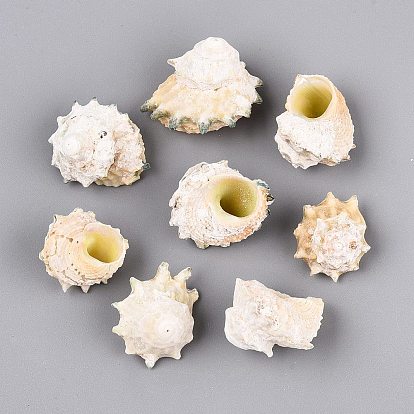 Natural Spiral Shell Display Decorations, for Fish Tank Aquarium Ornaments, Conch Shape